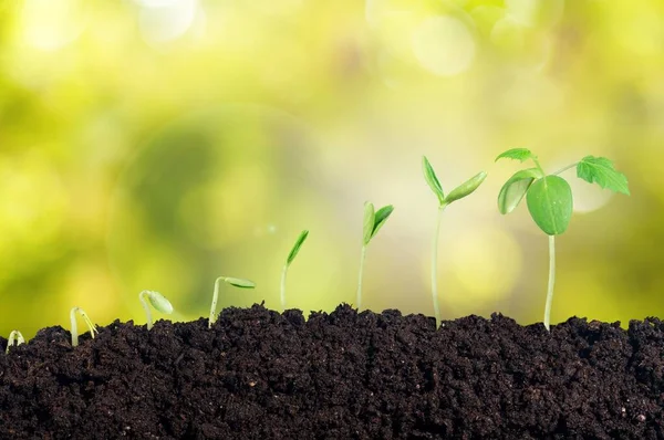 Agriculture Concept Green Fresh Sprouts Soil — Stock Photo, Image