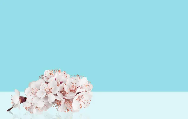 Mavi Arka Planda Kiraz Çiçekleri — Stok fotoğraf
