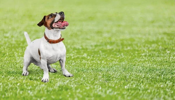 Sonbahar Parkında Şirin Bir Köpek — Stok fotoğraf