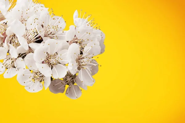 Flores Cerezo Blanco Sobre Fondo Abstracto — Foto de Stock