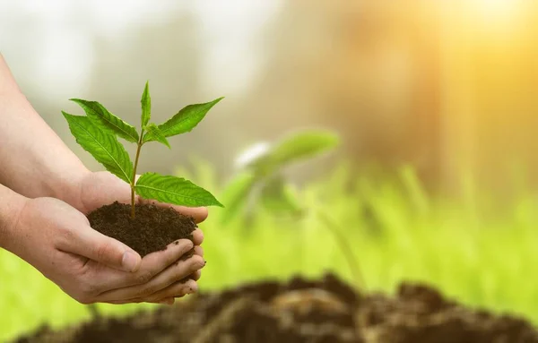 Manos Sosteniendo Planta Crecimiento Suelo —  Fotos de Stock