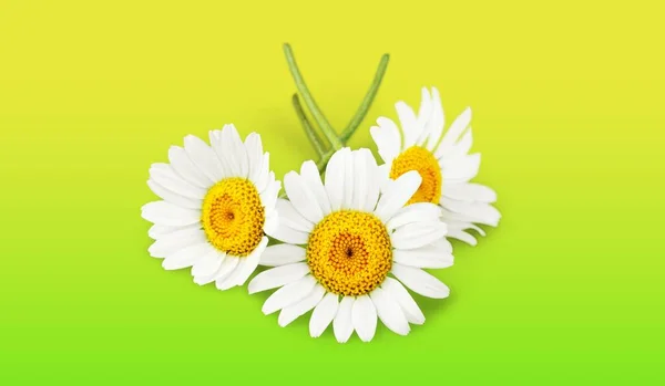 Mooie Kamille Bloemen Close Bekijken — Stockfoto