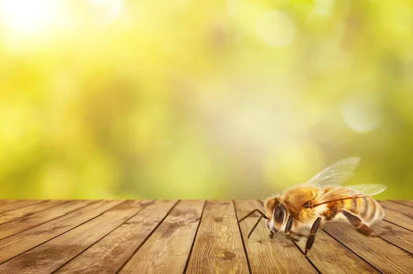 Одинокая Пчела Заднем Плане — стоковое фото