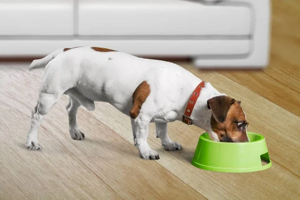 cute dog eating in the room