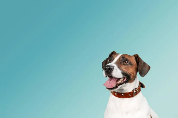 Jack Russell Terrier Fundo — Fotografia de Stock
