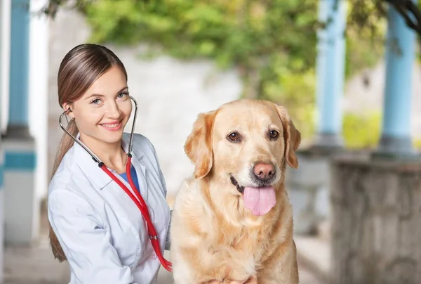 Jovem Veterinário Feminino Com Cão — Fotografia de Stock