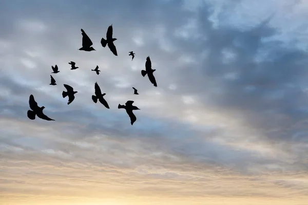 Stormo Uccelli Che Volano Nel Cielo — Foto Stock