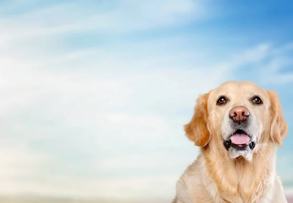 Bonito Labrador Cão Fundo — Fotografia de Stock