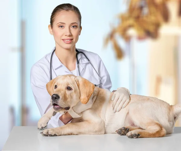 Young female veterinarian with dog