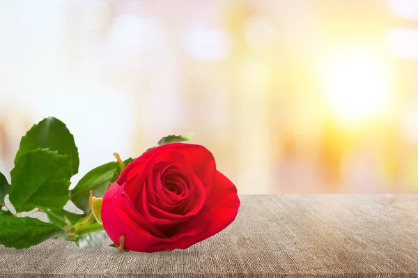 Krásná Červená Růže Květiny Pozadí — Stock fotografie