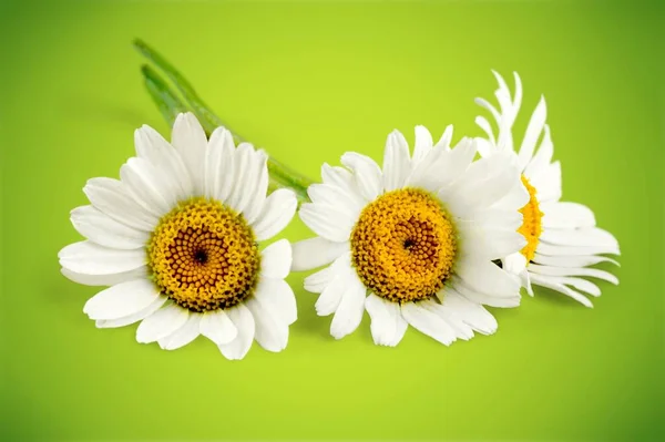 Mooie Kamille Bloemen Close Bekijken — Stockfoto