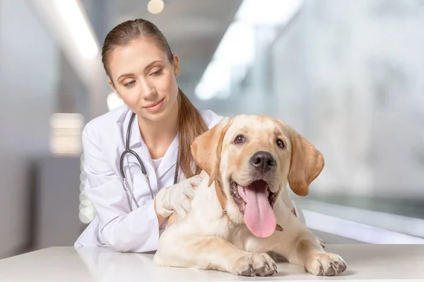 Ung Kvinnlig Veterinär Med Hund — Stockfoto