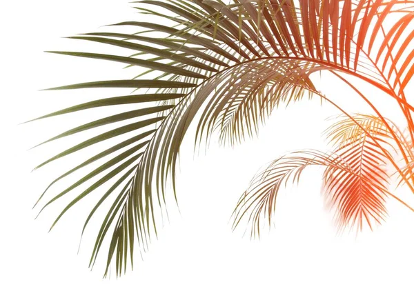 Пальмовый Силуэт Белом Фоне — стоковое фото
