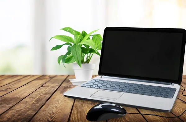 Laptop Med Tom Skärm Och Grön Växt Bakgrunden — Stockfoto