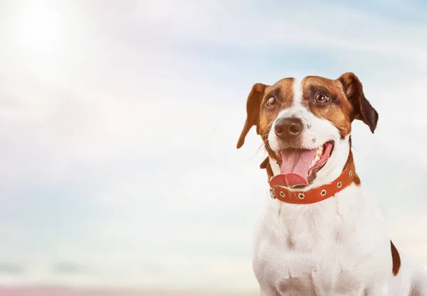 Jack Russell Terrier Segundo Plano —  Fotos de Stock