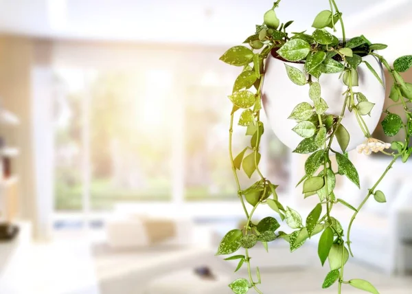 Verde Plantas Sobre Maceta Aisladas Sobre Fondo —  Fotos de Stock