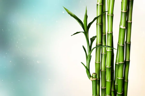 Many Bamboo Stalks Blurred Background — Stock Photo, Image