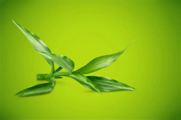 Green Fresh Leaves Green Background — Stock Photo, Image