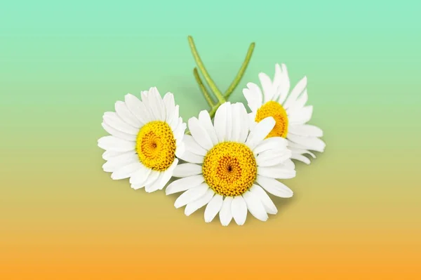 Beautiful Chamomile Flowers Close View — Stock Photo, Image