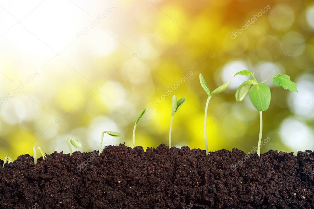 Agriculture  concept, green fresh sprouts in soil