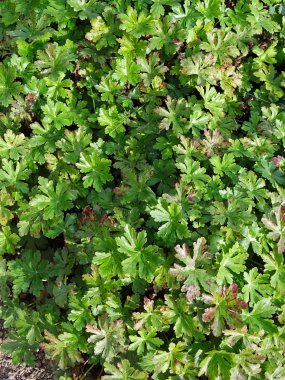 Sonbahara kadar bitkiler ve çiçekler, Zagreb ve Hırvatistan