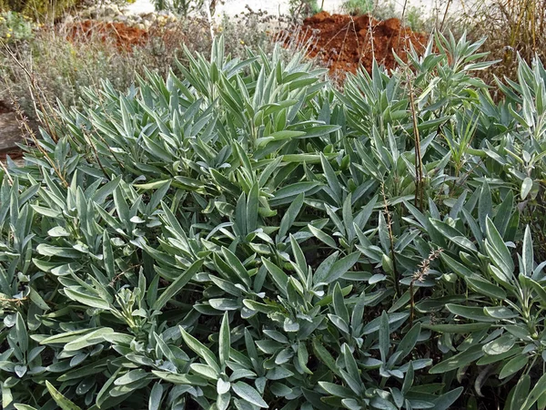 Sonbahara kadar bitkiler ve çiçekler, Zagreb ve Hırvatistan