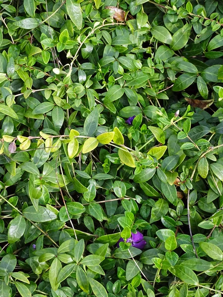 Växter och blommor efter höst, Zagreb, Kroatien Stockbild