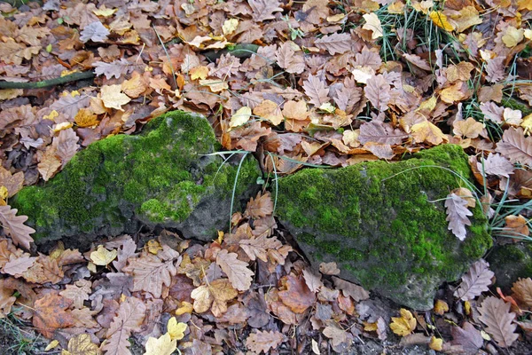 Mousse Verte Plantes Fleurs Ici Automne Zagreb Croatie Europe — Photo