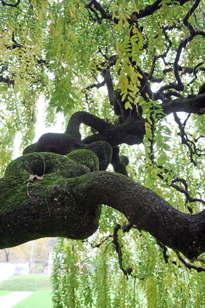 Sophora Japonica Pendula Plantas Flores Por Outono Zagreb Croácia Europa — Fotografia de Stock