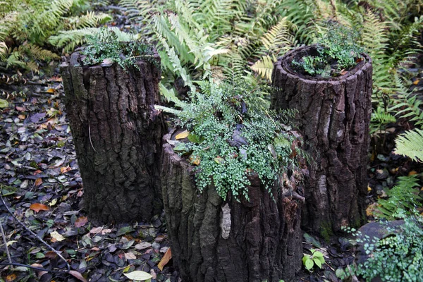 Parcs Jardins Urbains Cultivés Plantes Fleurs Ici Automne Zagreb Croatie — Photo