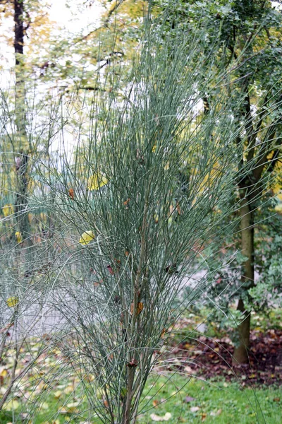 秋までに植物や花、ザグレブ、クロアチア — ストック写真