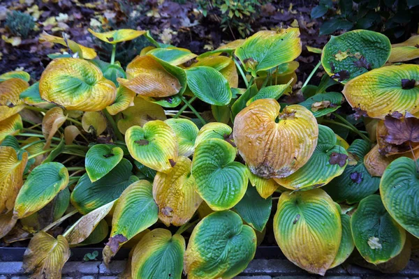 Hosta Elegans Plantas Flores Por Outono Zagreb Croácia Europa — Fotografia de Stock