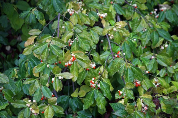 Evonymus Europaea Plantas Flores Por Outono Zagreb Croácia Europa — Fotografia de Stock