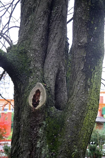 Старое Дерево Культивируемом Городском Парке Растения Цветы Осени Загреб Хорватия — стоковое фото