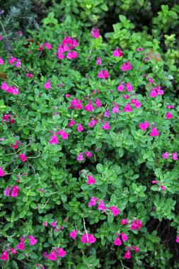 Salvia microphylla 'Pembe Allık', Sonbahara kadar bitkiler ve çiçekler, Zagreb, Hırvatistan ve Avrupa