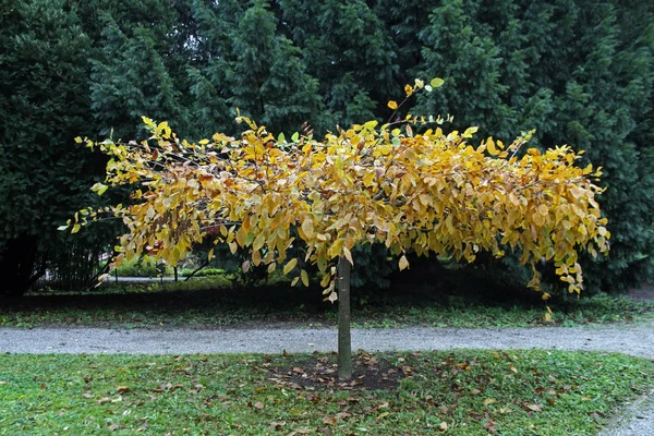 Carpinus Betulus Horizontalis Φυτά Και Λουλούδια Μέχρι Φθινόπωρο Ζάγκρεμπ Κροατία — Φωτογραφία Αρχείου