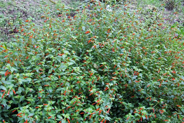 Sonbahara kadar Cuphea ignea, Bitkiler ve çiçekler, Zagreb, Hırvatistan, Avrupa