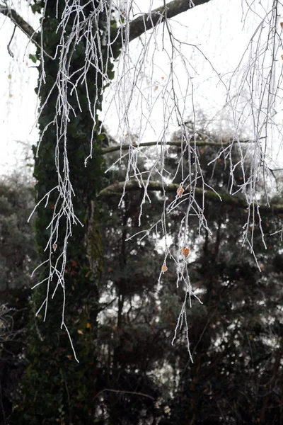 Premières Salutations Glacées Fantaisie Hiver Réel Dans Campagne Croate Près — Photo