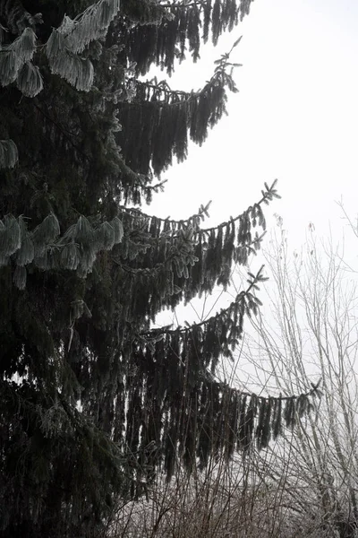 Premières Salutations Glacées Fantaisie Hiver Réel Dans Campagne Croate Près — Photo