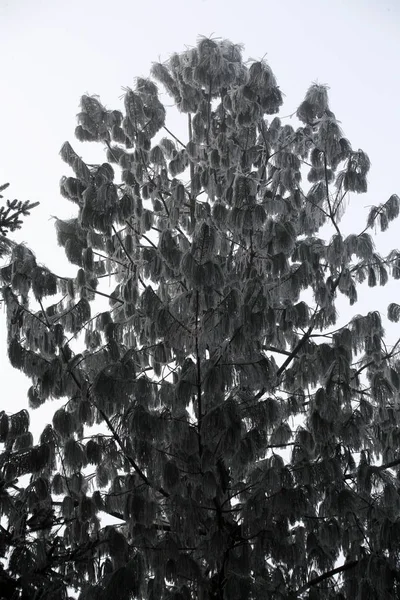 Zagreb, Hırvatistan ve Avrupa yakınlarındaki Hırvat kırsalında gerçek bir kışın ilk buzlu karşılaması