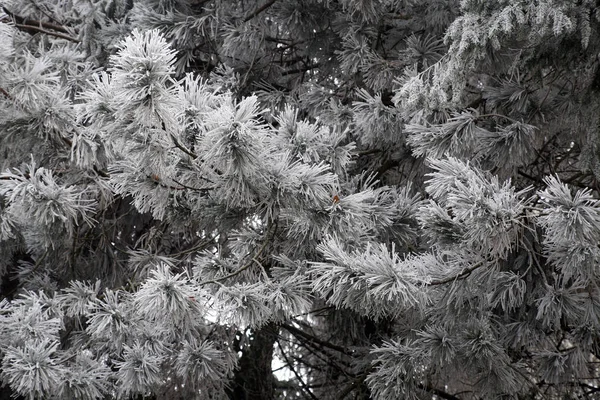 Primi Fantastici Saluti Ghiacciati Vero Inverno Nella Campagna Croata Vicino — Foto Stock