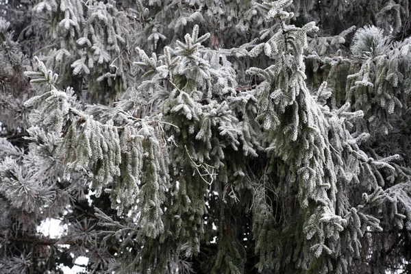 Primi Fantastici Saluti Ghiacciati Vero Inverno Nella Campagna Croata Vicino — Foto Stock