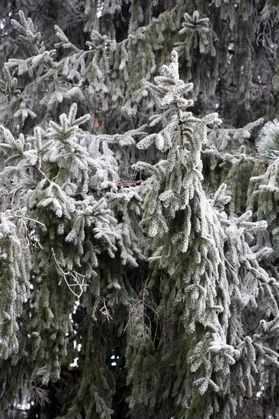 Primi Fantastici Saluti Ghiacciati Vero Inverno Nella Campagna Croata Vicino — Foto Stock
