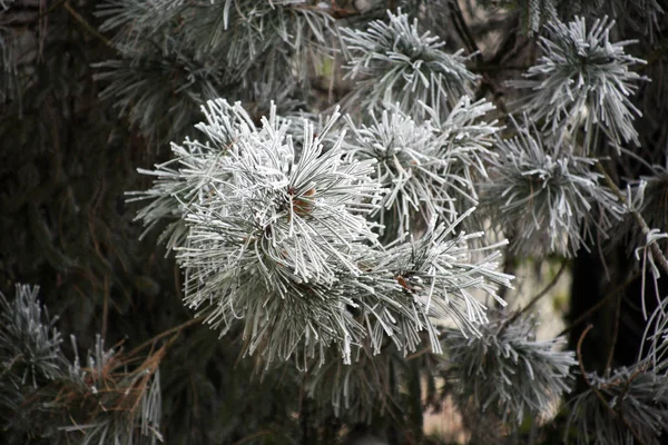 Primi Fantastici Saluti Ghiacciati Vero Inverno Nella Campagna Croata Vicino — Foto Stock