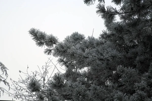 Premières Salutations Glacées Fantaisie Hiver Réel Dans Campagne Croate Près — Photo