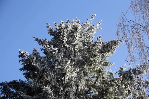 Primi Fantastici Saluti Ghiacciati Vero Inverno Nella Campagna Croata Vicino — Foto Stock