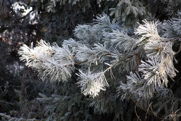 Premières Salutations Glacées Fantaisie Hiver Réel Dans Campagne Croate Près — Photo