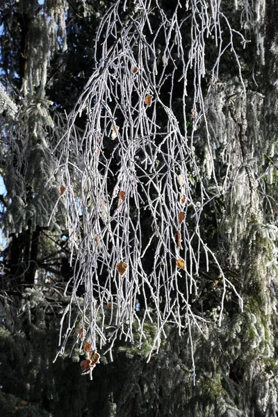 Premières Salutations Glacées Fantaisie Hiver Réel Dans Campagne Croate Près — Photo