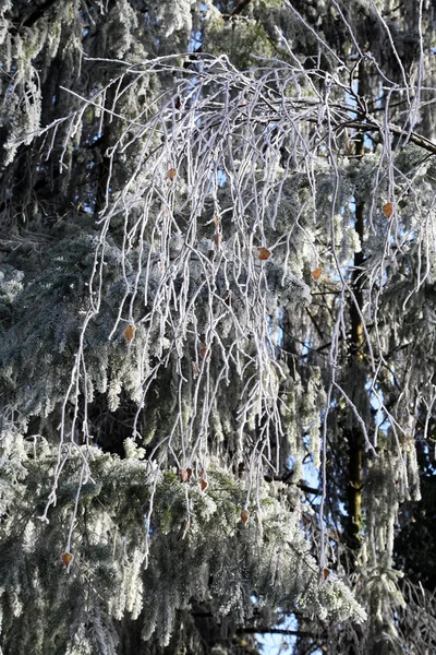 Premières Salutations Glacées Fantaisie Hiver Réel Dans Campagne Croate Près — Photo