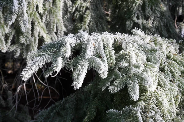 Primi Fantastici Saluti Ghiacciati Vero Inverno Nella Campagna Croata Vicino — Foto Stock